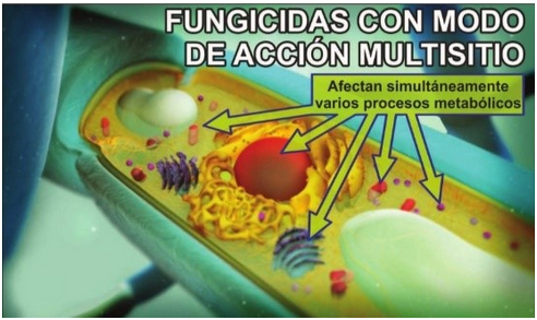 Fungicida con acción multisitio